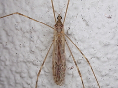 Austrolimnophila crassipes
