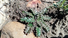 Euphorbia stellata