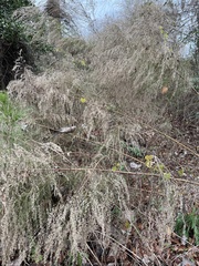 Eupatorium compositifolium