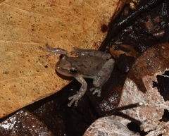 Scinax staufferi