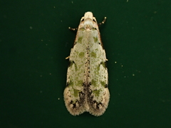 Endophthora pallacopis