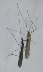Trichocera