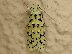 Izatha peroneanella