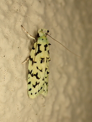 Izatha peroneanella