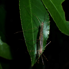 Austrolimnophila crassipes