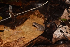 Scinax staufferi