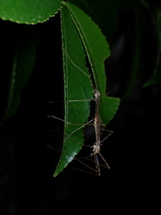 Austrolimnophila crassipes