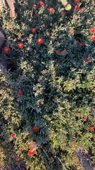Malephora crocea