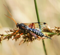 Echthromorpha intricatoria