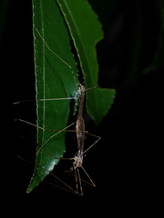 Austrolimnophila crassipes
