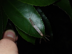 Austrolimnophila crassipes
