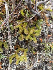 Austrolycopodium fastigiatum