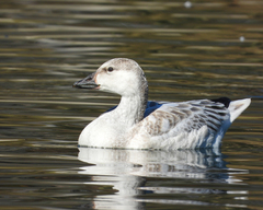 Anser caerulescens