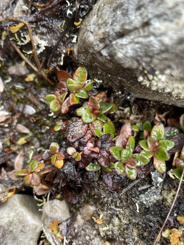 New Zealand Jasmine (Forstera bellidifolia)