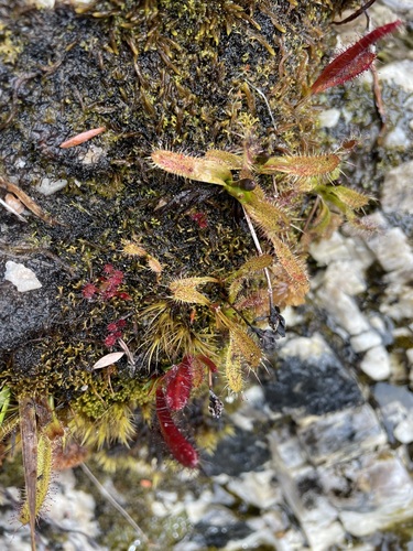 Drosera murfetii