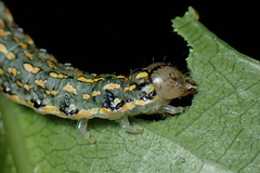 Austramathes purpurea