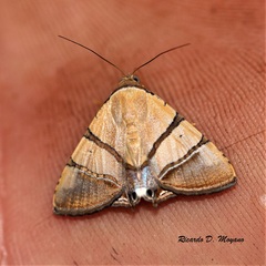 Eulepidotis julianata