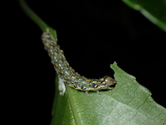 Austramathes purpurea