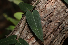 Parsonsia brisbanensis