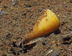 Conus quercinus