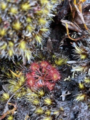 Drosera peltata