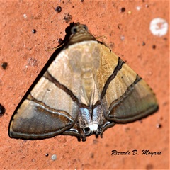 Eulepidotis julianata