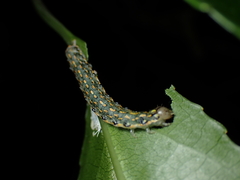 Austramathes purpurea