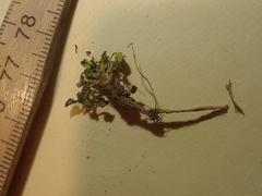 Cochlearia groenlandica
