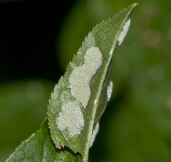 Eriophyes distinguendus