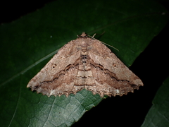 Gellonia pannularia