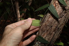 Parsonsia brisbanensis