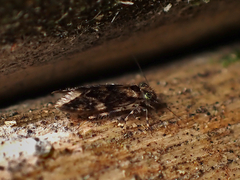 Echmepteryx