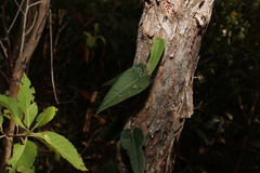 Parsonsia brisbanensis