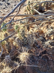 Cylindropuntieae