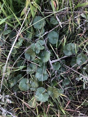Sidalcea sparsifolia
