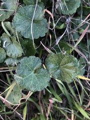 Sidalcea sparsifolia