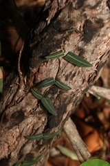 Parsonsia brisbanensis