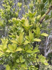 Phyllocladus aspleniifolius