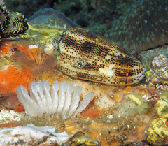 Conus stercusmuscarum