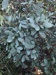 Quercus engelmannii