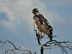 Buteogallus coronatus