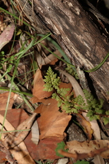 Cheilanthes sieberi sieberi