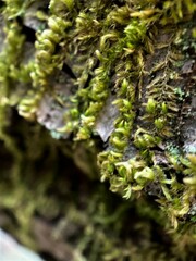 Homalothecium nuttallii