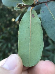 Quercus engelmannii