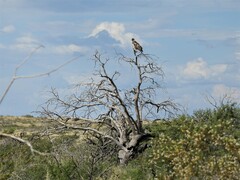 Buteogallus coronatus
