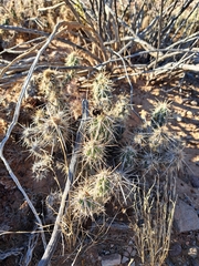 Cylindropuntieae