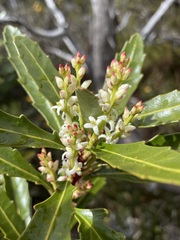 Cenarrhenes nitida