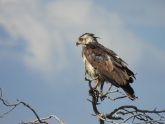 Buteogallus coronatus