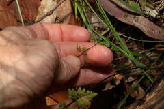 Cheilanthes sieberi sieberi