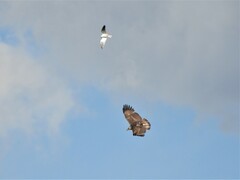 Buteogallus coronatus